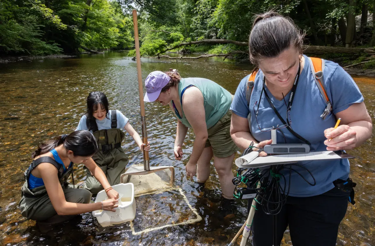 教授essor Marney Pratt works with SURF students in the Mill River collecting microinvertabrates